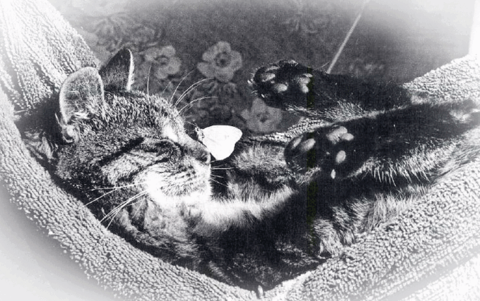Bild schlafende Katze mit Schmetterling auf der Nase