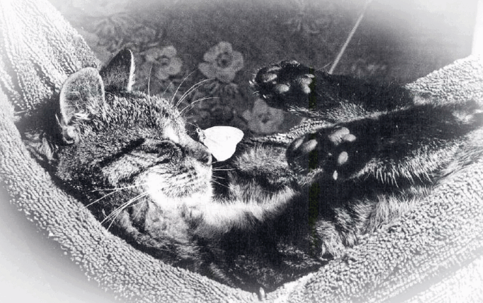 schlafende Katze mit Schmetterling auf der Nase Bild schlafende Katze mit Schmetterling auf der Nase
